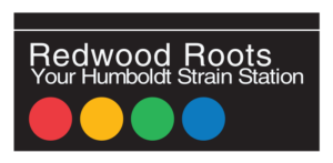 Redwood Roots