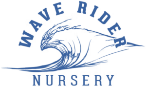 Wave Rider