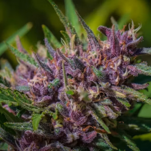 Huckleberry Hill Farms x Redwood Roots | Whitethorn Rose | Sungrown Flower | 1/8oz