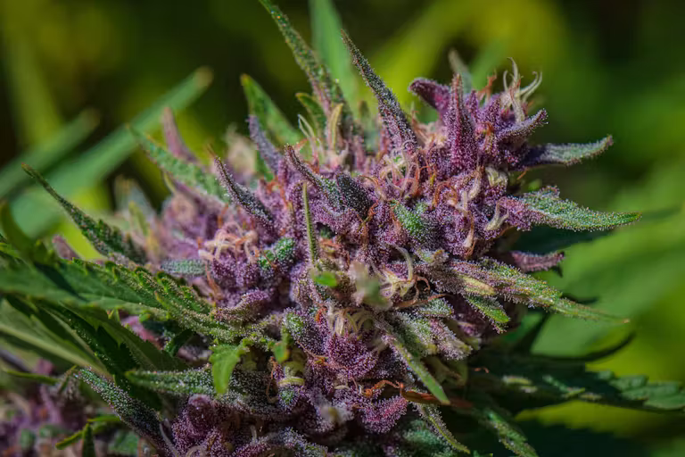 Huckleberry Hill Farms x Redwood Roots | Whitethorn Rose | Sungrown Flower | 1/8oz